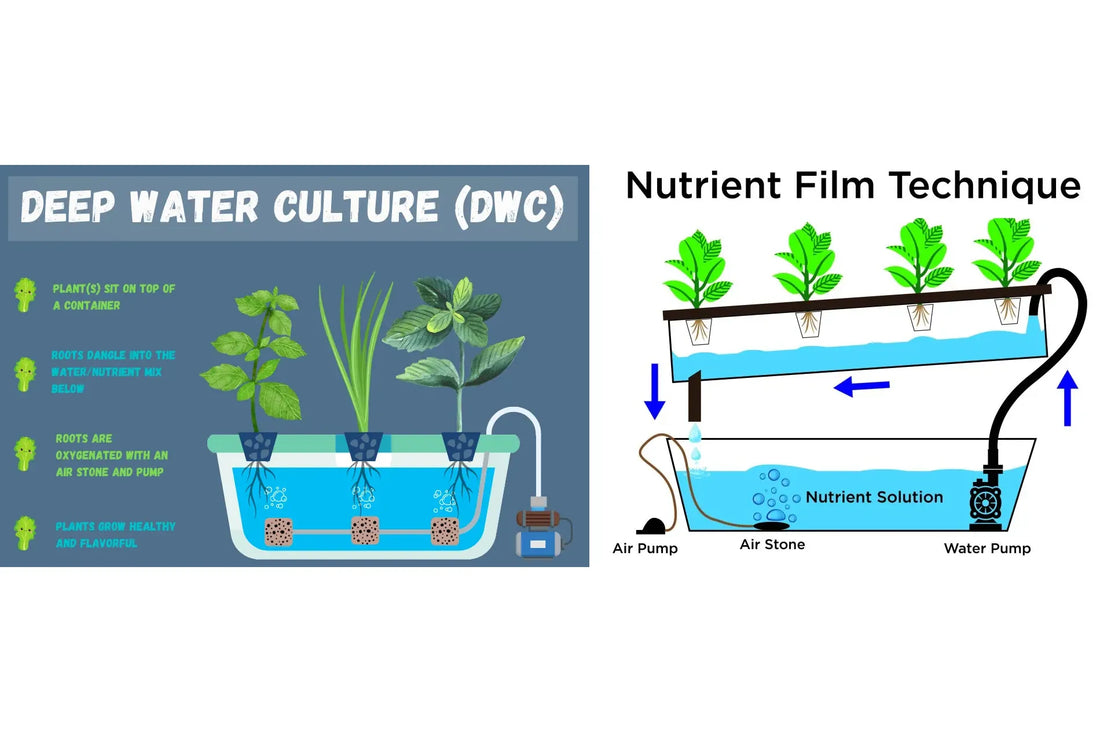 The NFT (Nutrient Film Technique) and DWC (Deep Water Culture) systems