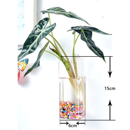 Creative Hydroponic Hanging Transparent Glass Vase