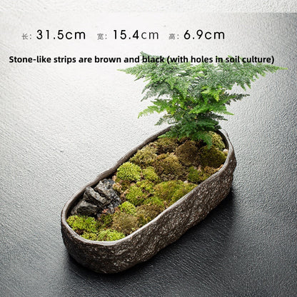 Creative Hydrocotyle Hydroponic Succulent Plant With No Hole Decorative Potted Ornaments