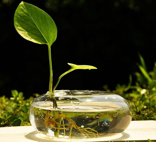 Jarrón plano de vidrio transparente creativo Botella hidropónica para el hogar