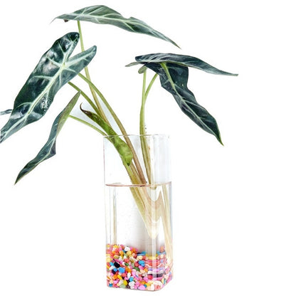 Creative Hydroponic Hanging Transparent Glass Vase