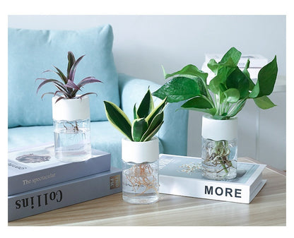 Transparent Small Pot Plant Hydroponic Desktop