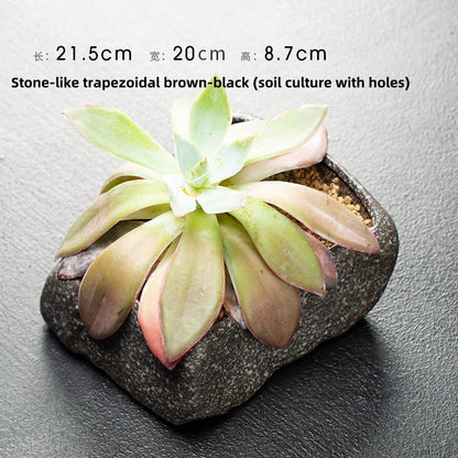 Creative Hydrocotyle Hydroponic Succulent Plant With No Hole Decorative Potted Ornaments