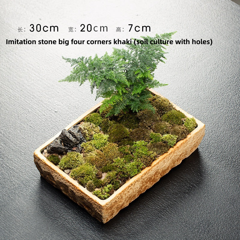 Creative Hydrocotyle Hydroponic Succulent Plant With No Hole Decorative Potted Ornaments