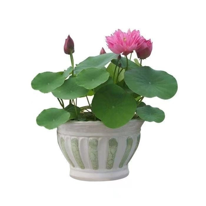 Open Bowl Lotus Seed Hydroponic Pot