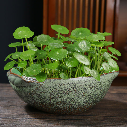 Hydrocotyle Hydroponic Flowerpot Large Ceramic