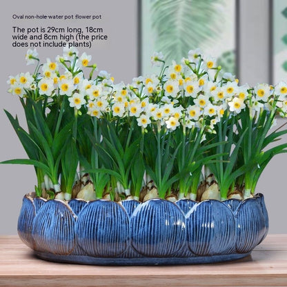 Non-porous Hydroponic Flowerpot Narcissus Hydrocotyle Household