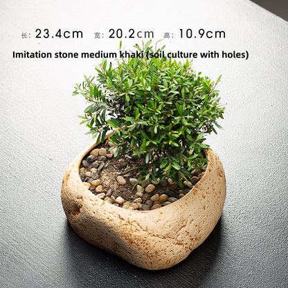 Creative Hydrocotyle Hydroponic Succulent Plant With No Hole Decorative Potted Ornaments