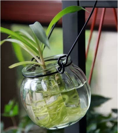 Glass Hydroponic Container Vase