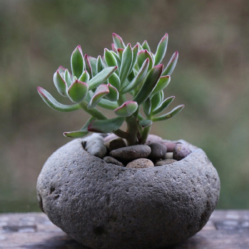 Personalized Hydroponic Fish Culture Stone Basin Medium