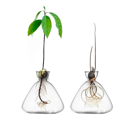 Jarrón de vidrio de borosilicato con forma de aguacate, jarrón hidropónico con semillas, decoración para sala de estar