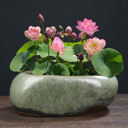 Stoneware Hydroponic Calamus Hydrocotyle Bowl Lotus Flower Pot Ceramic