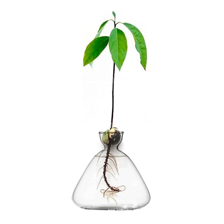 Jarrón de vidrio de borosilicato con forma de aguacate, jarrón hidropónico con semillas, decoración para sala de estar