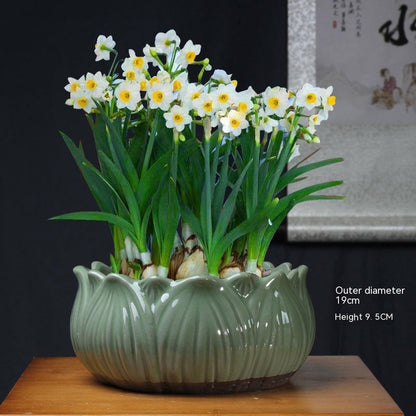 Non-porous Hydroponic Flowerpot Narcissus Hydrocotyle Household