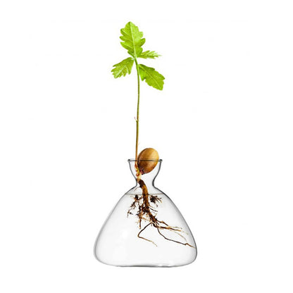 Jarrón de vidrio de borosilicato con forma de aguacate, jarrón hidropónico con semillas, decoración para sala de estar