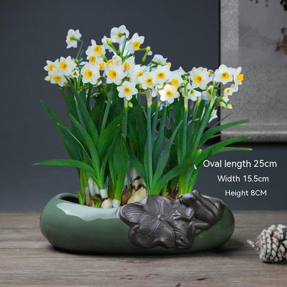 Non-porous Hydroponic Flowerpot Narcissus Hydrocotyle Household