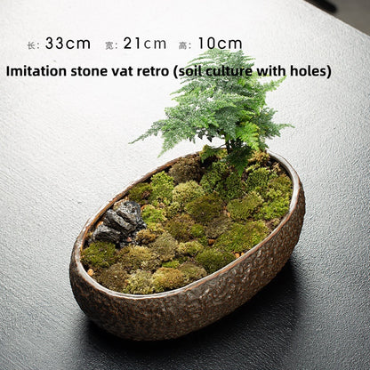 Creative Hydrocotyle Hydroponic Succulent Plant With No Hole Decorative Potted Ornaments