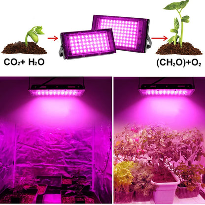 Full Spectrum LED Grow Light Phyto Lamp AC 220V 50W 100W 200W With EU Plug For Greenhouse Hydroponic Plant Growth Lighting