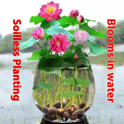 Open Bowl Lotus Seed Hydroponic Pot