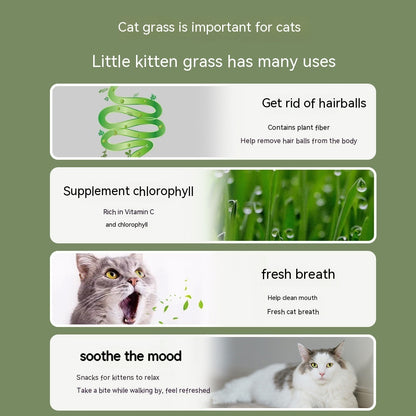 Hydroponic Cat Grass Hair Ball Cleaning Oral Snacks