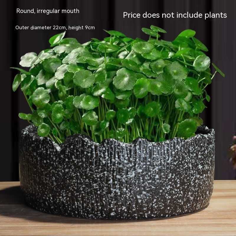 Non-porous Hydroponic Flowerpot Narcissus Hydrocotyle Household