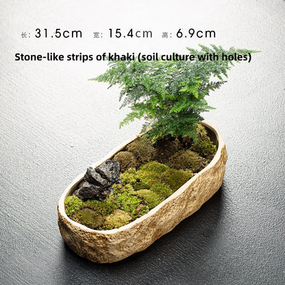 Creative Hydrocotyle Hydroponic Succulent Plant With No Hole Decorative Potted Ornaments