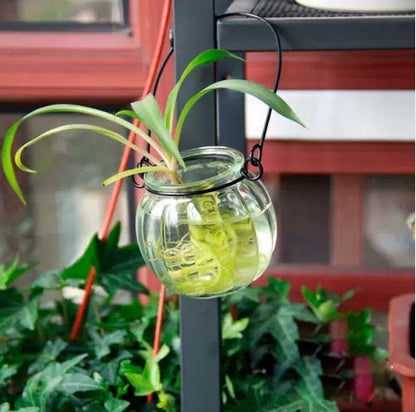 Glass Hydroponic Container Vase