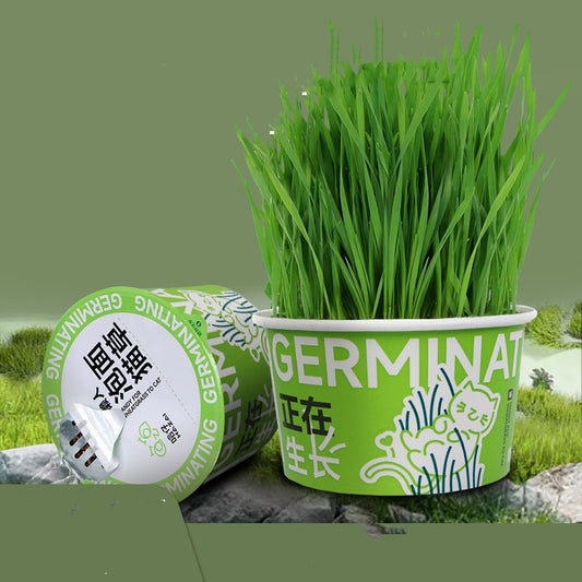 Hydroponic Cat Grass Hair Ball Cleaning Oral Snacks