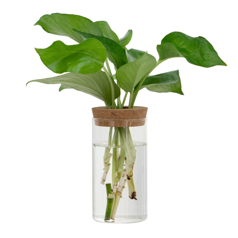 Transparent Simple Creative Hydroponic Plant Glass Vase