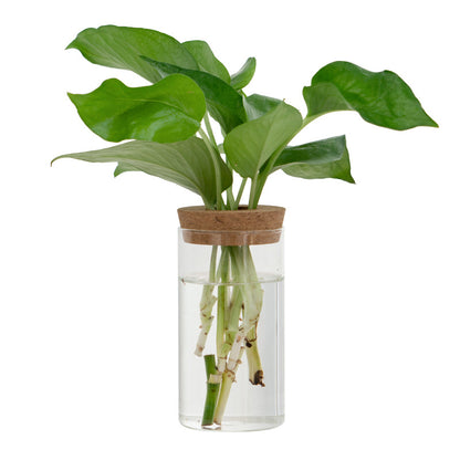 Transparent Simple Creative Hydroponic Plant Glass Vase