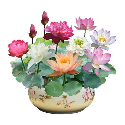 Open Bowl Lotus Seed Hydroponic Pot